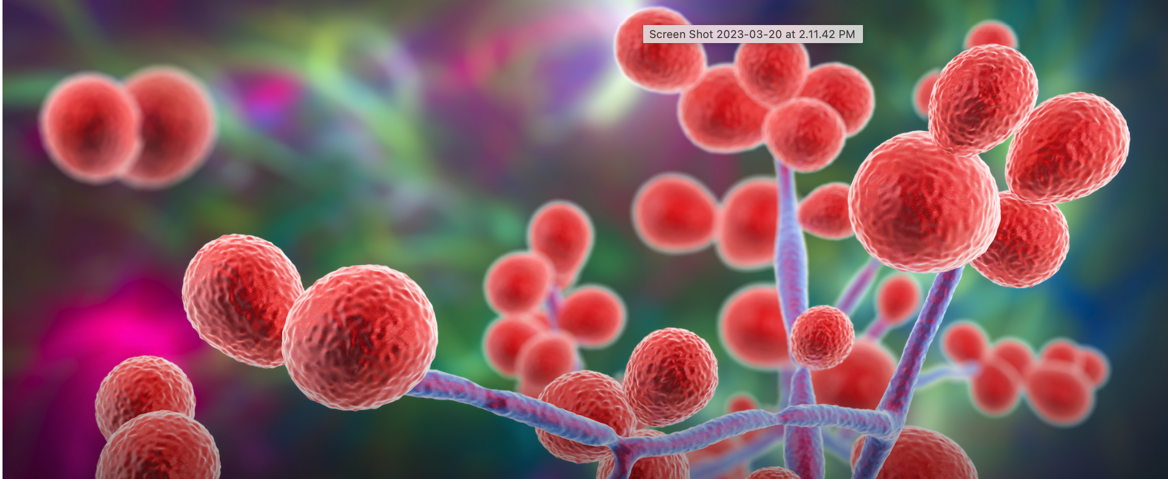 Long Candida
