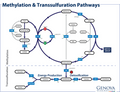 Methylation Test