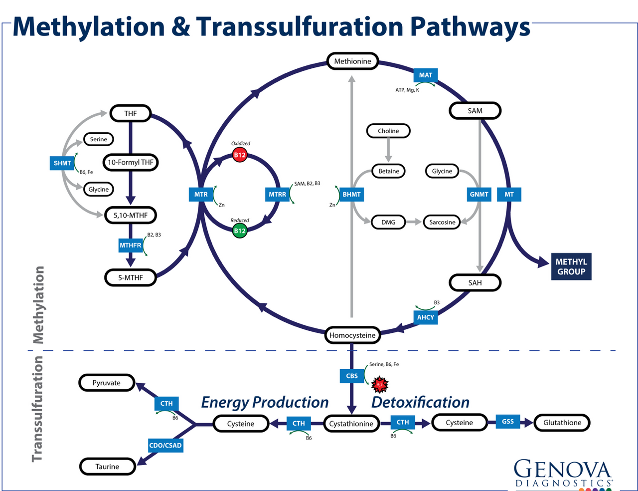Methylation Test